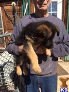 german shepherd puppy posted by Texas Big
